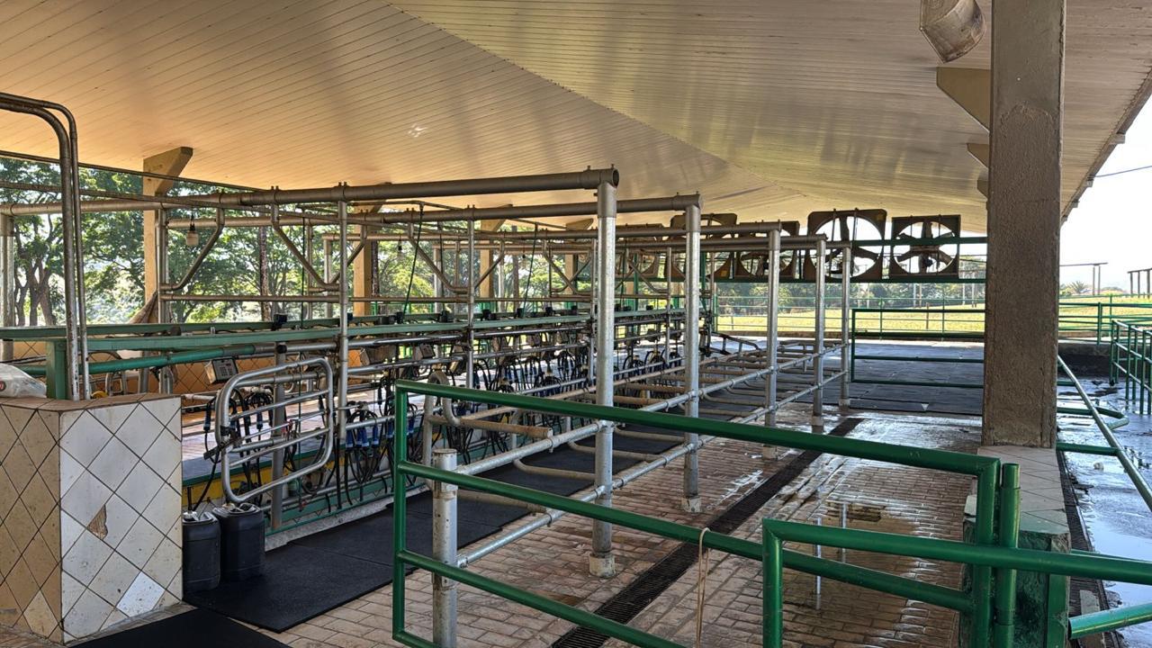 Confinamentos bovinos — piso de borracha PBG para bem-estar animal